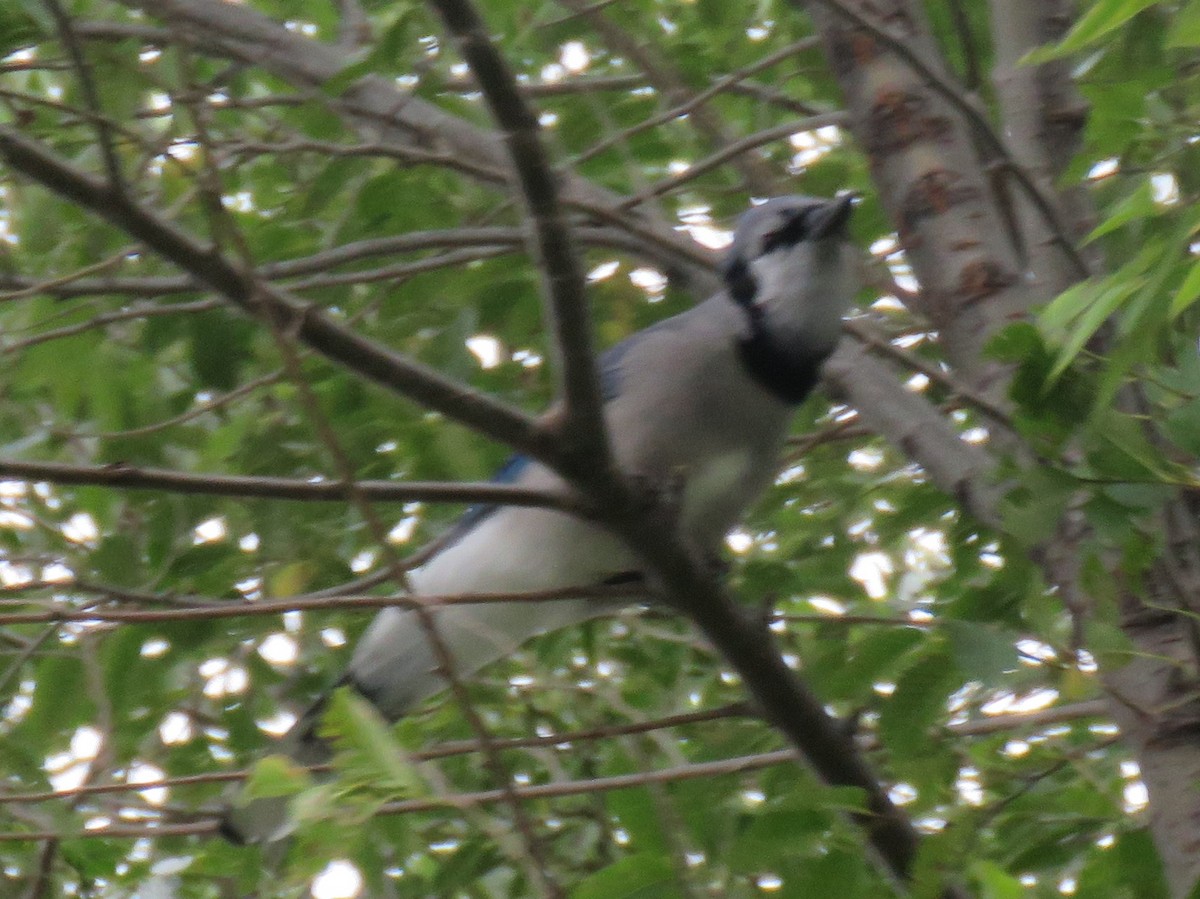 Blue Jay - ML200011211