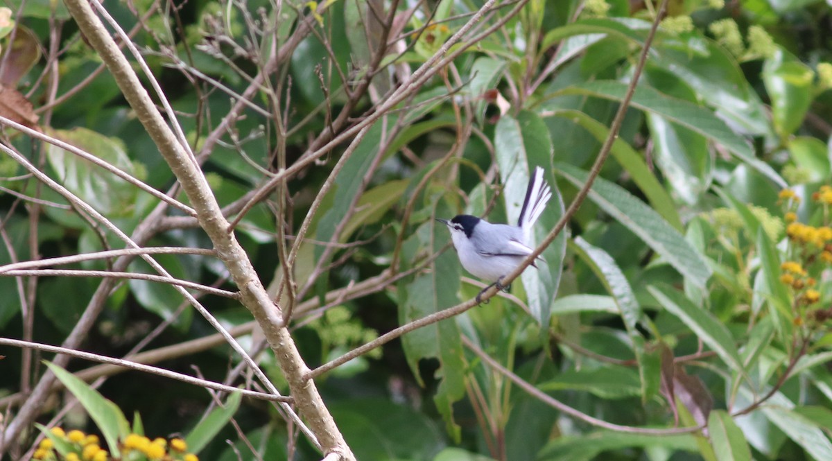 White-lored Gnatcatcher - ML200012151