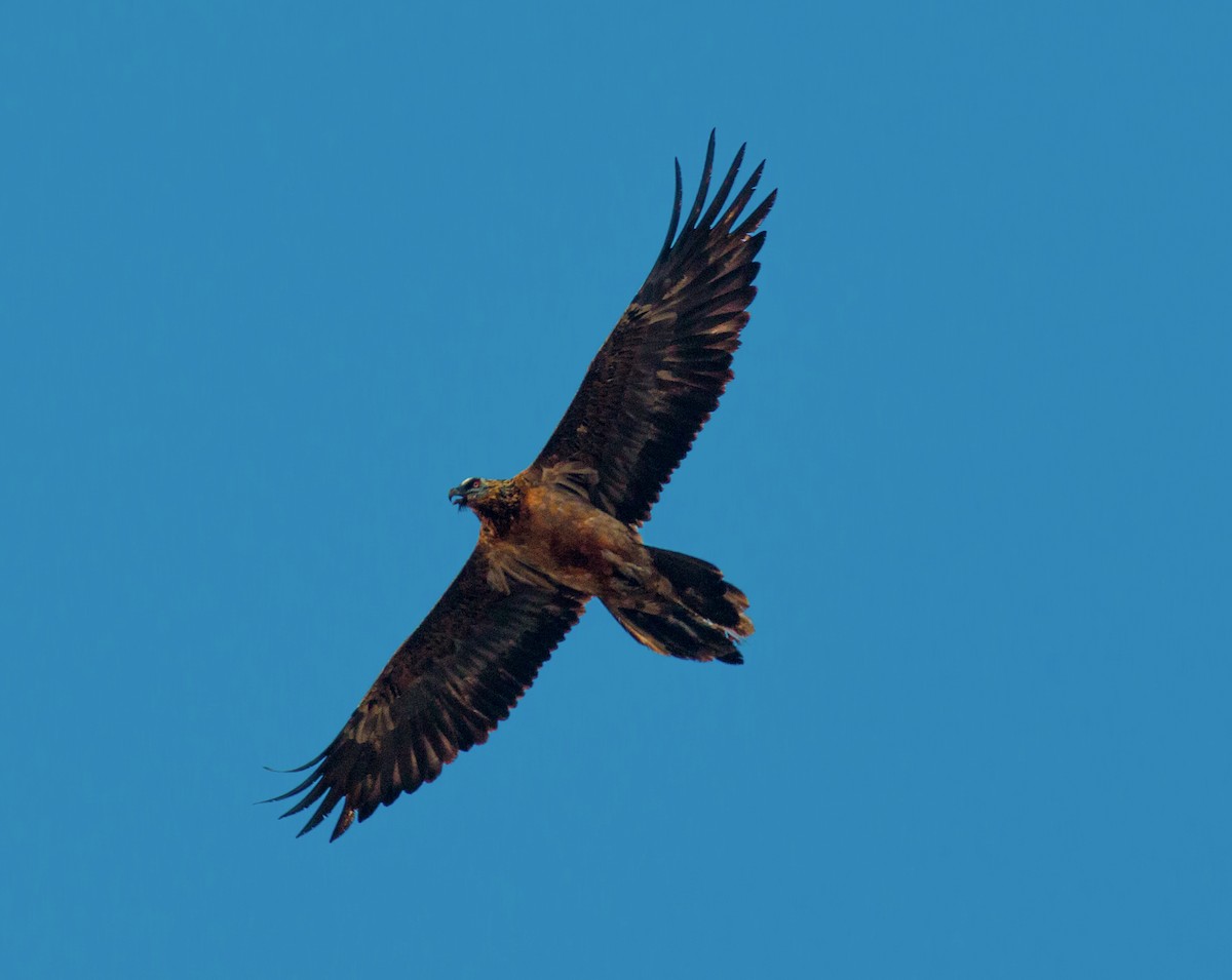 orlosup bradatý - ML200012481