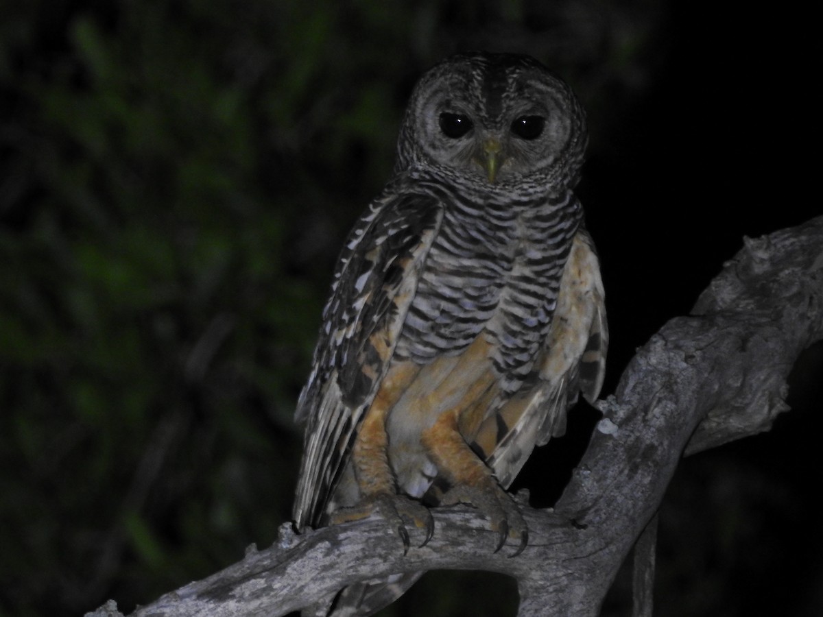 Chaco Owl - ML200012831