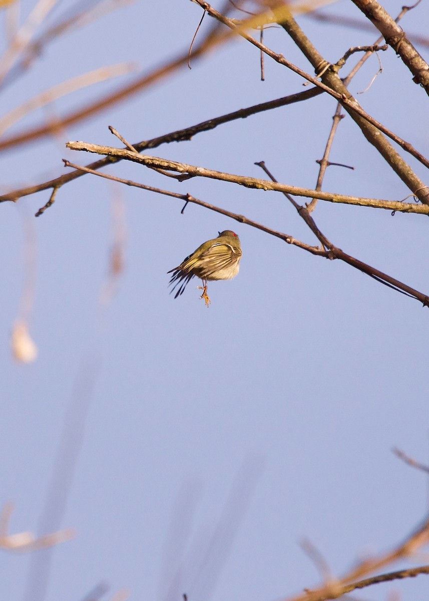 Ruby-crowned Kinglet - ML200013261