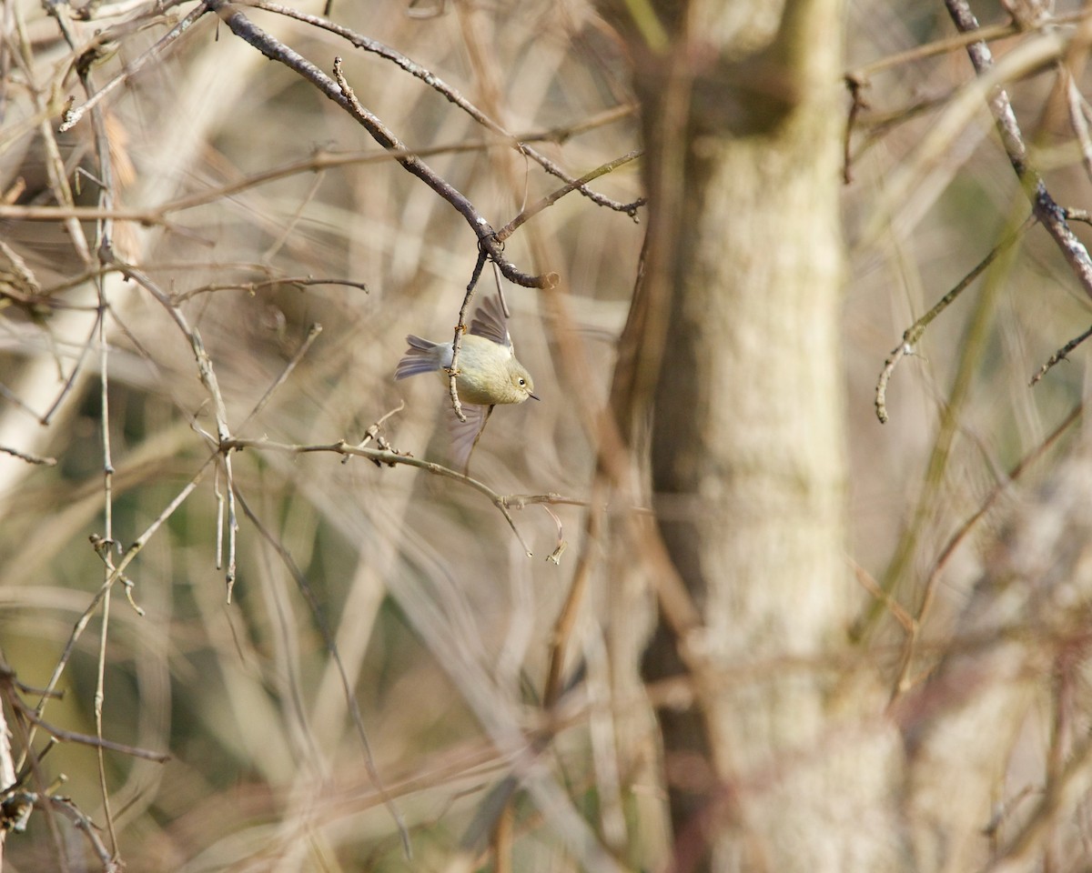 Ruby-crowned Kinglet - ML200013271