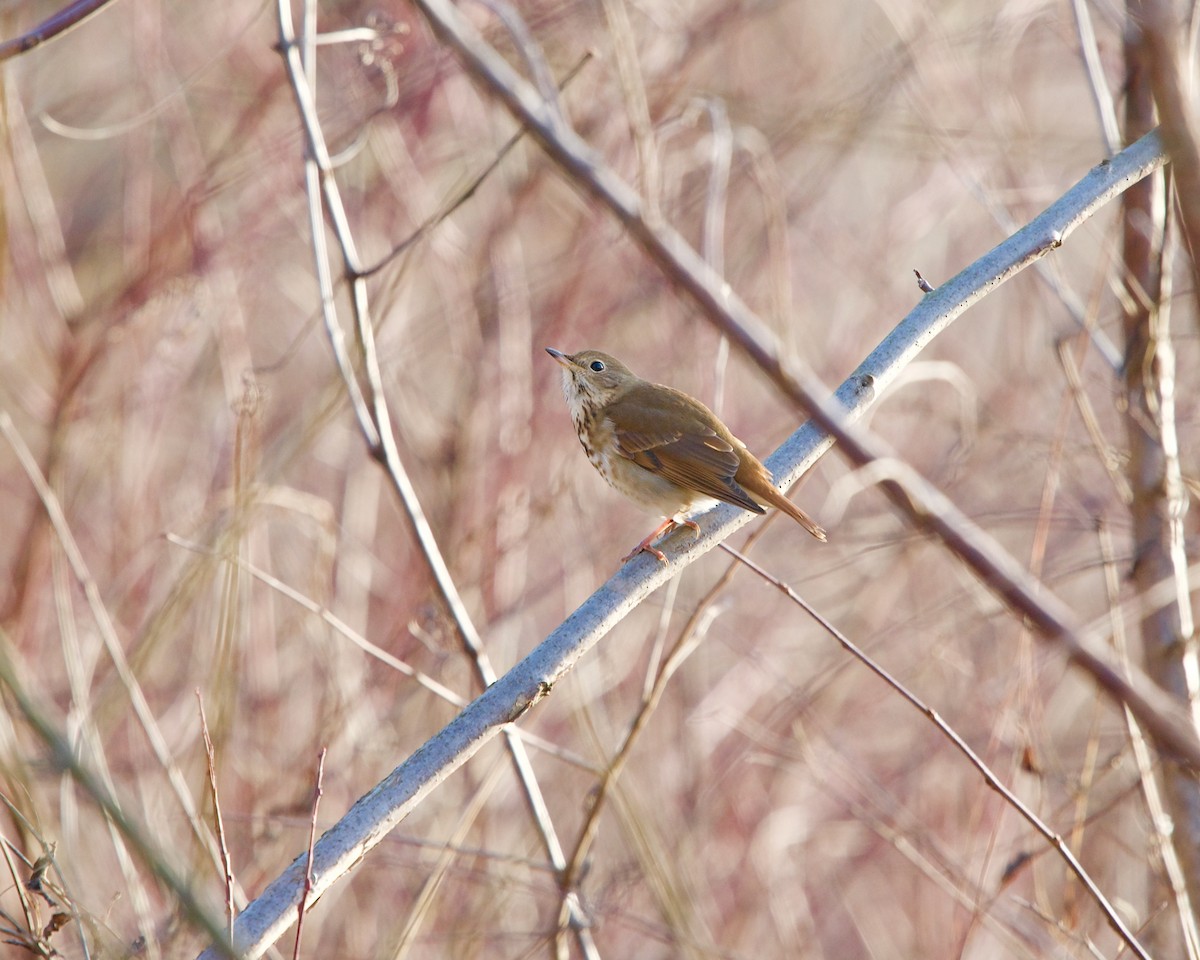 Hermit Thrush - ML200013281