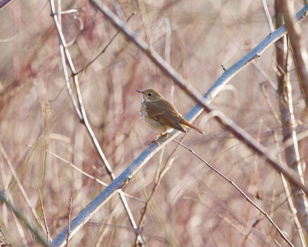 Hermit Thrush - ML200013291