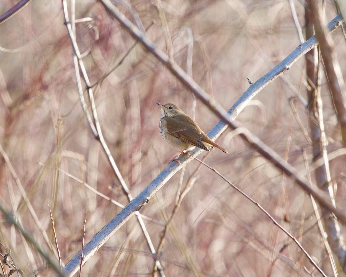 Hermit Thrush - ML200013301