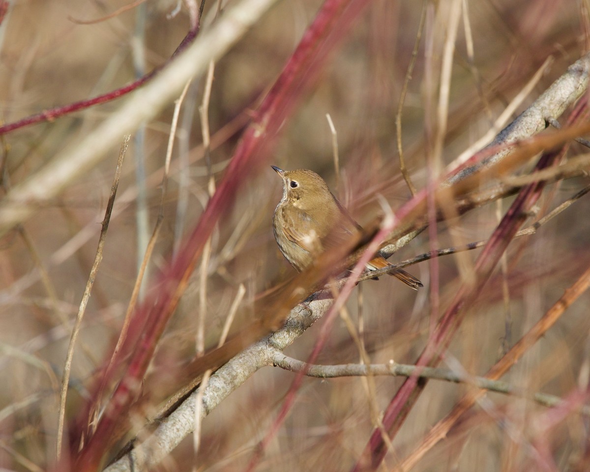 Hermit Thrush - ML200013311