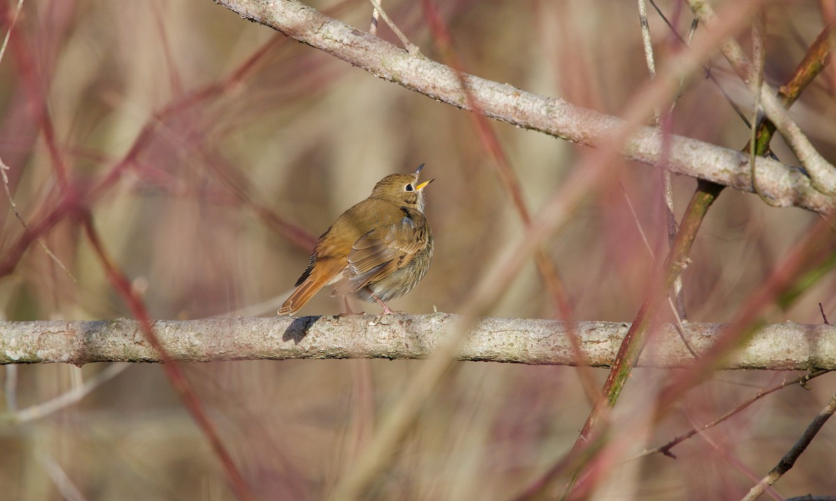 Hermit Thrush - ML200013321