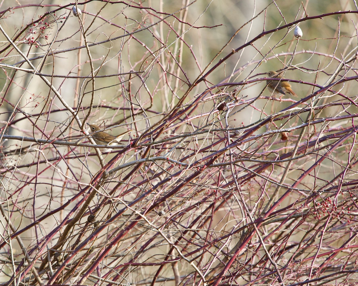 Hermit Thrush - ML200013341