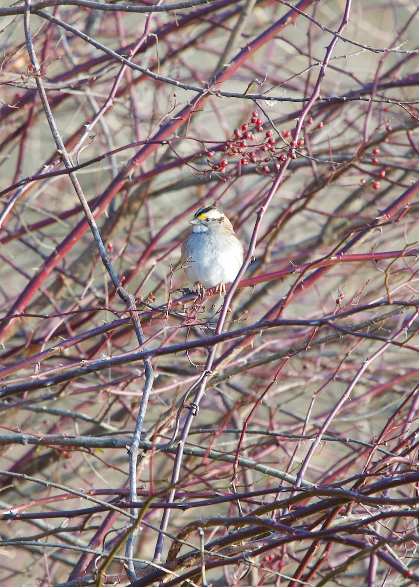 White-throated Sparrow - ML200013351