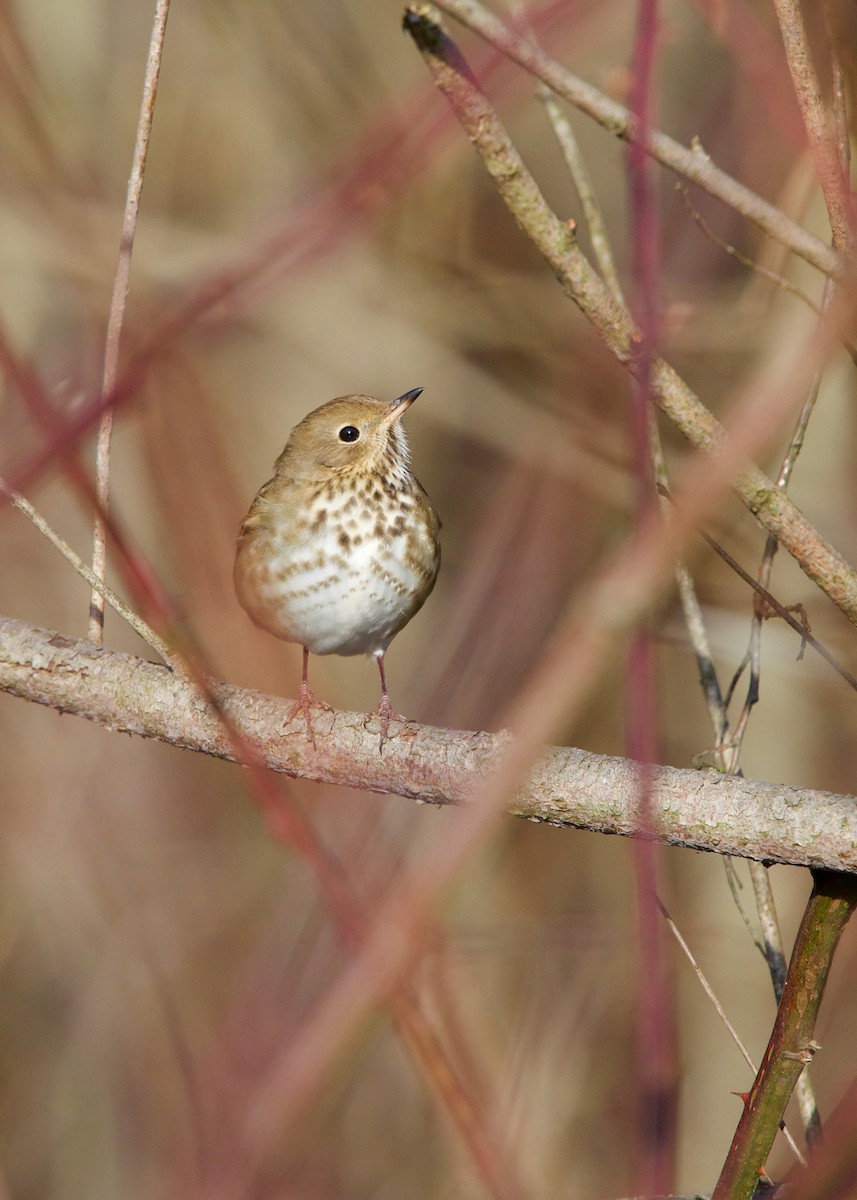 Hermit Thrush - ML200013361