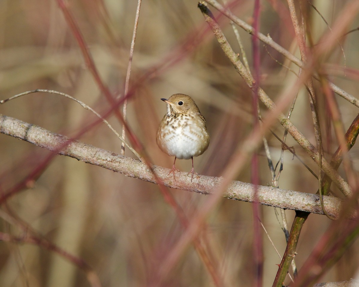 Hermit Thrush - ML200013371