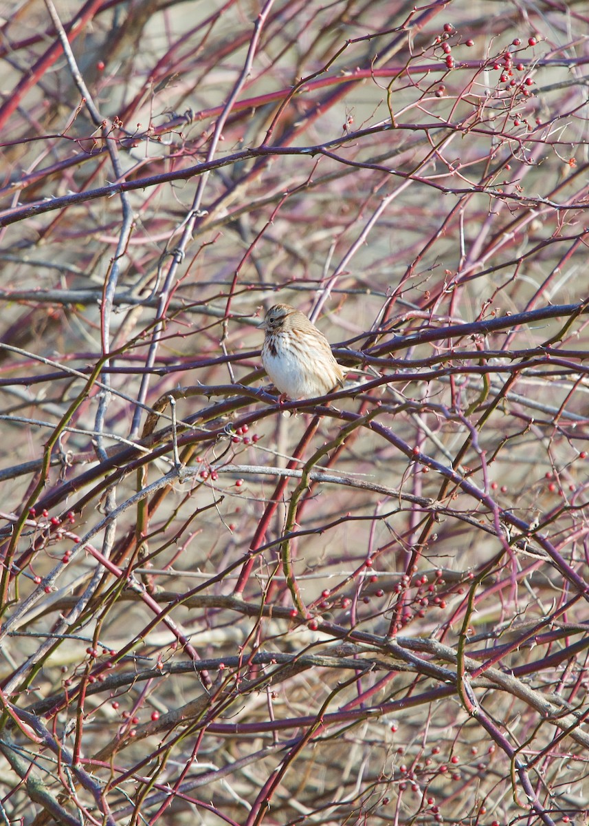 Song Sparrow - ML200013381