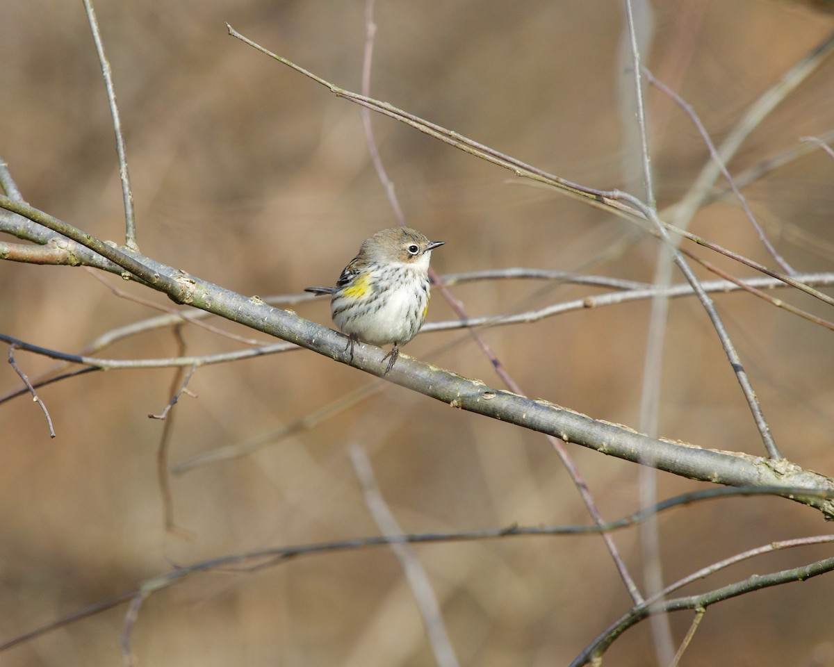 Yellow-rumped Warbler (Myrtle) - ML200013411