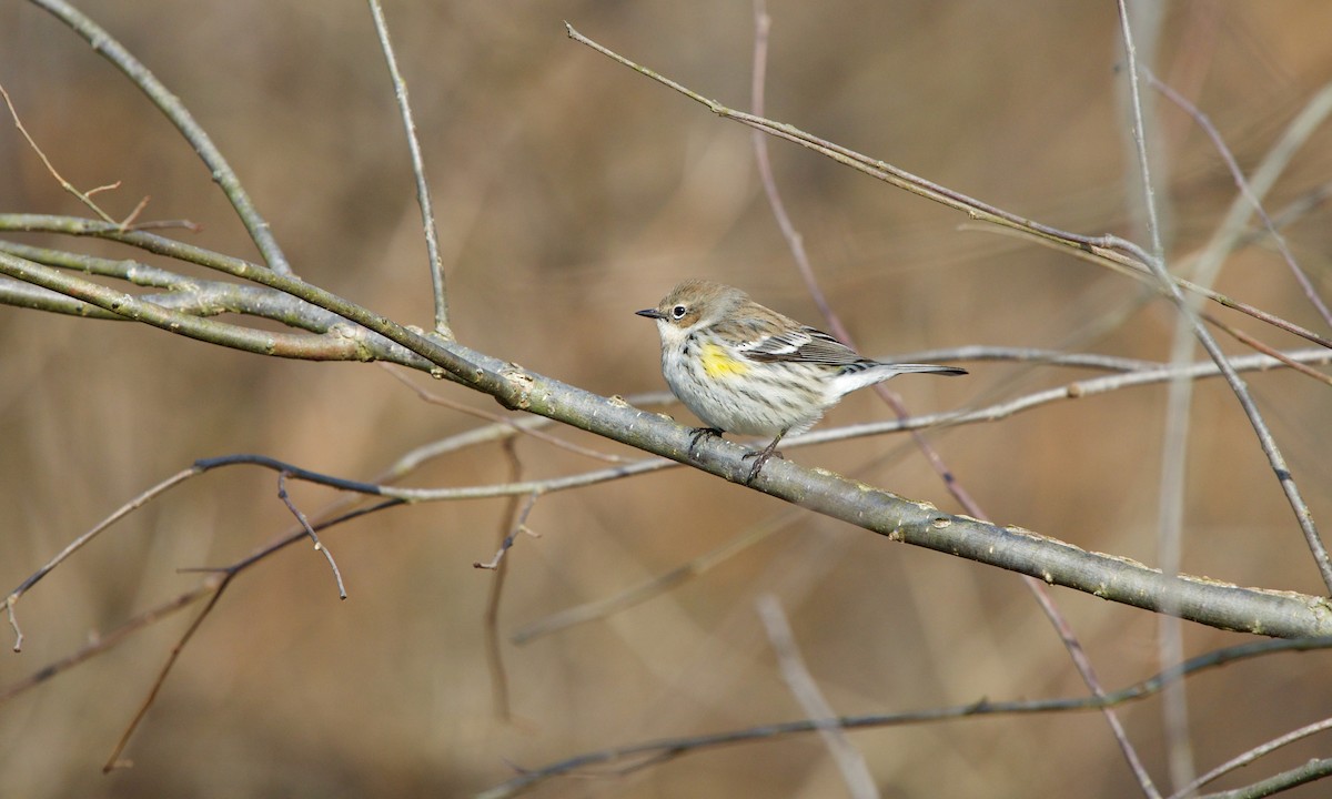 キヅタアメリカムシクイ（coronata） - ML200013421