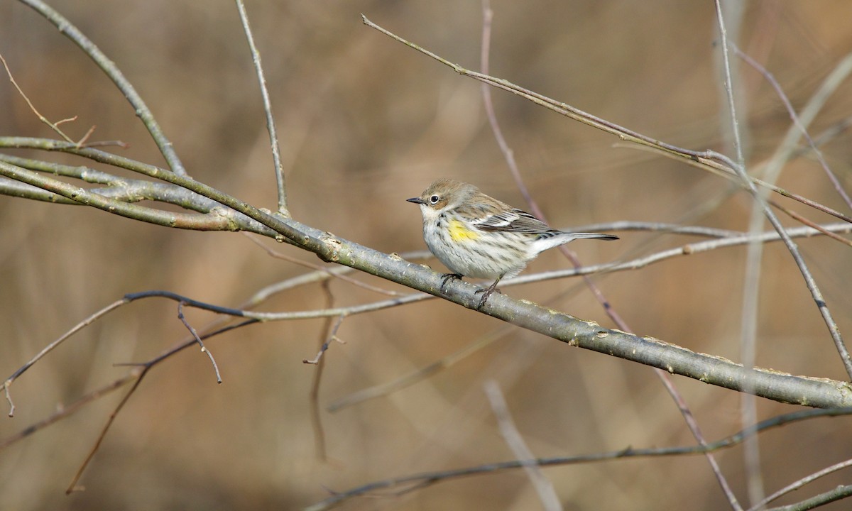 Yellow-rumped Warbler (Myrtle) - ML200013421