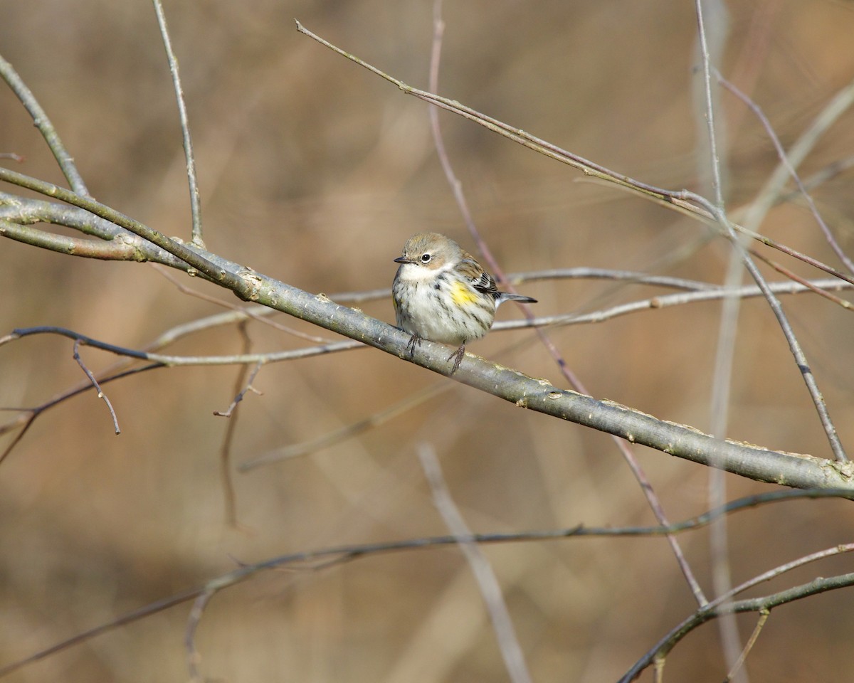 Yellow-rumped Warbler (Myrtle) - ML200013431