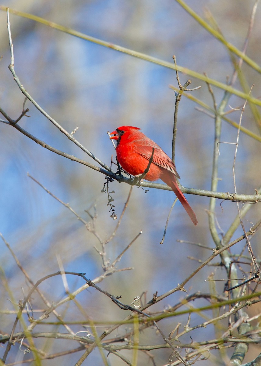 Northern Cardinal - Jon Cefus