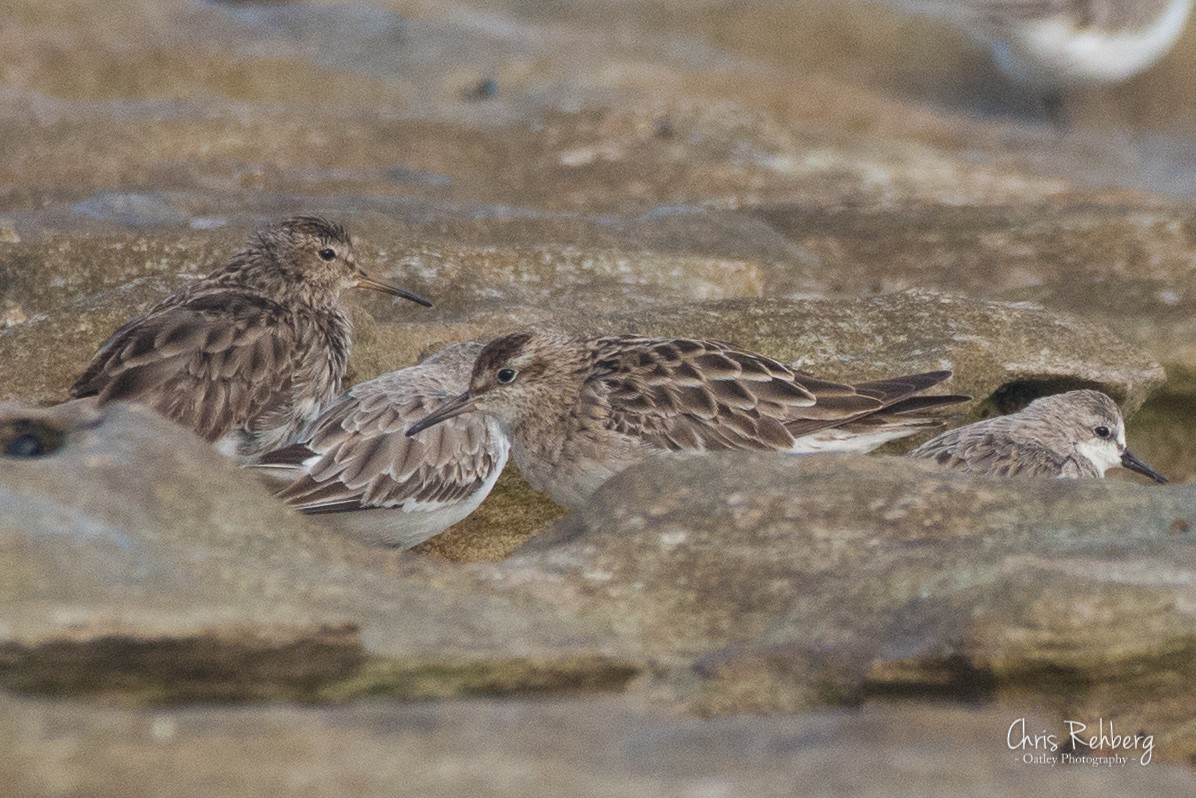 Pectoral Sandpiper - ML200013571