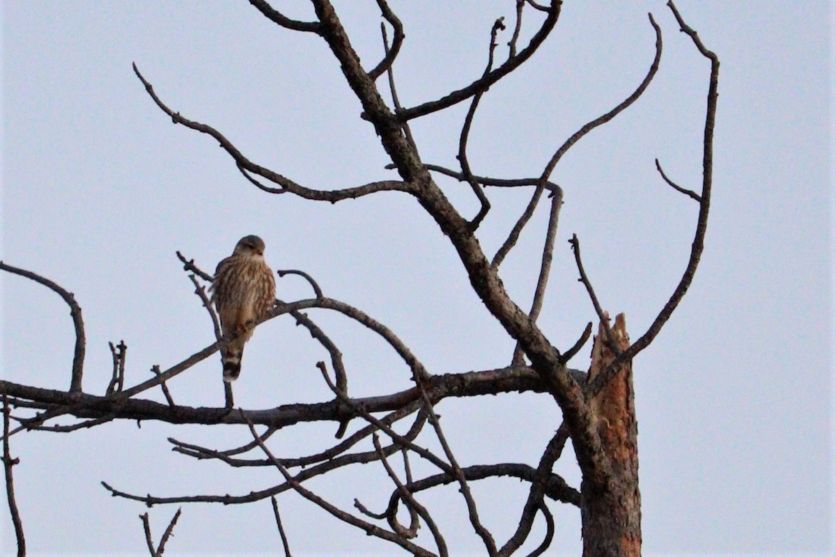 Belatz txikia (richardsonii) - ML200017241