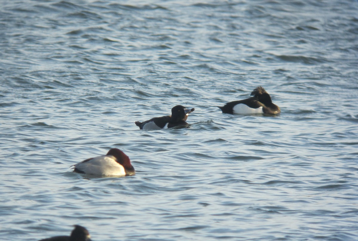 Ring-necked Duck - ML200018531