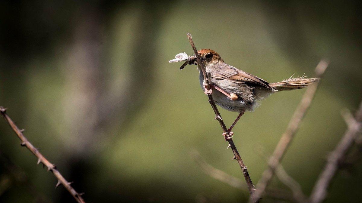 Churring Cisticola - ML200021281