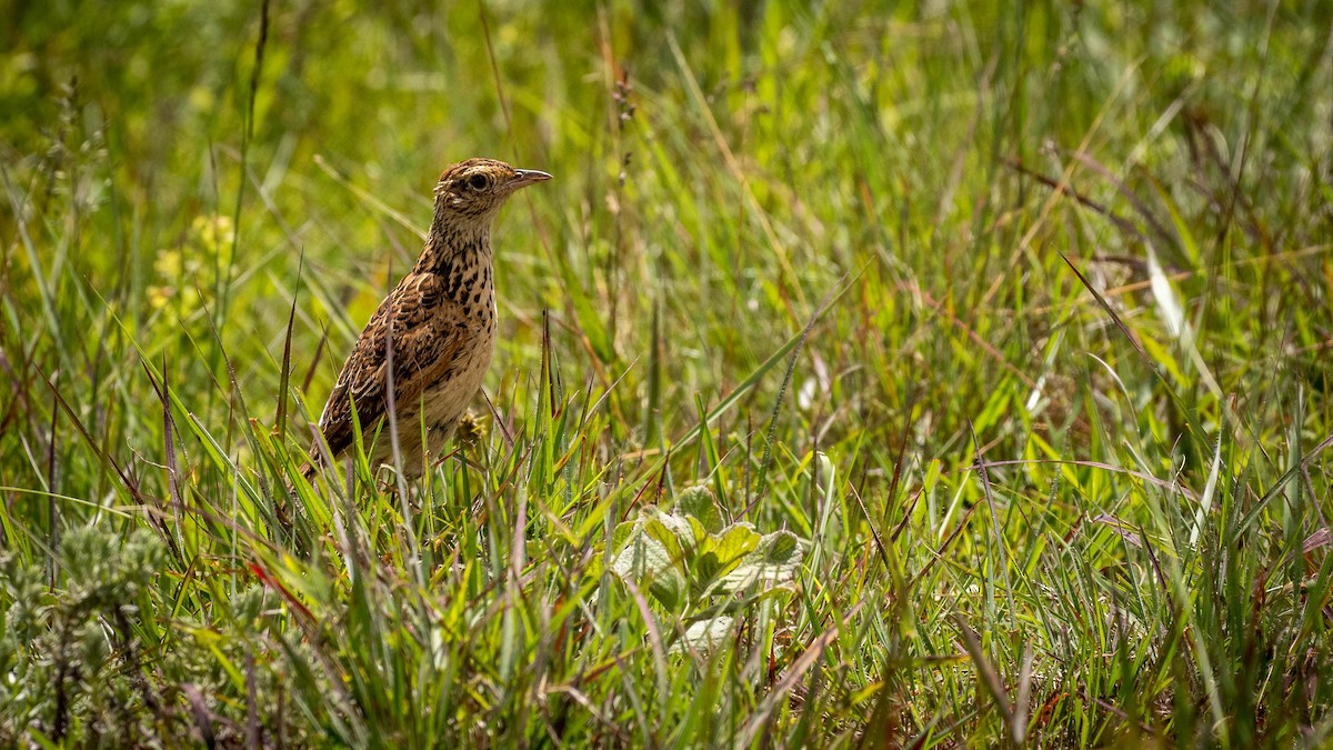 Plateau Lark - ML200021591