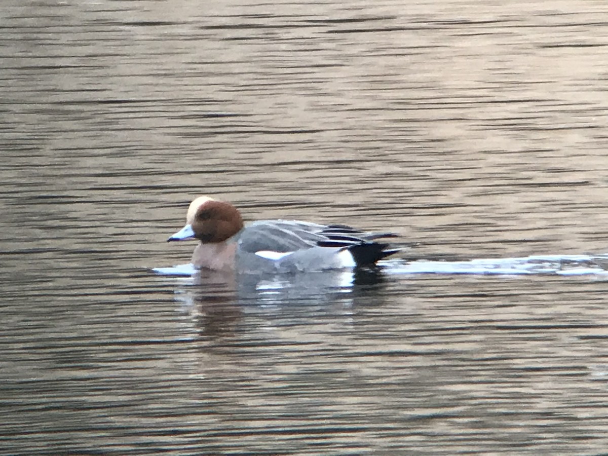 Eurasian Wigeon - Jonathan Glover