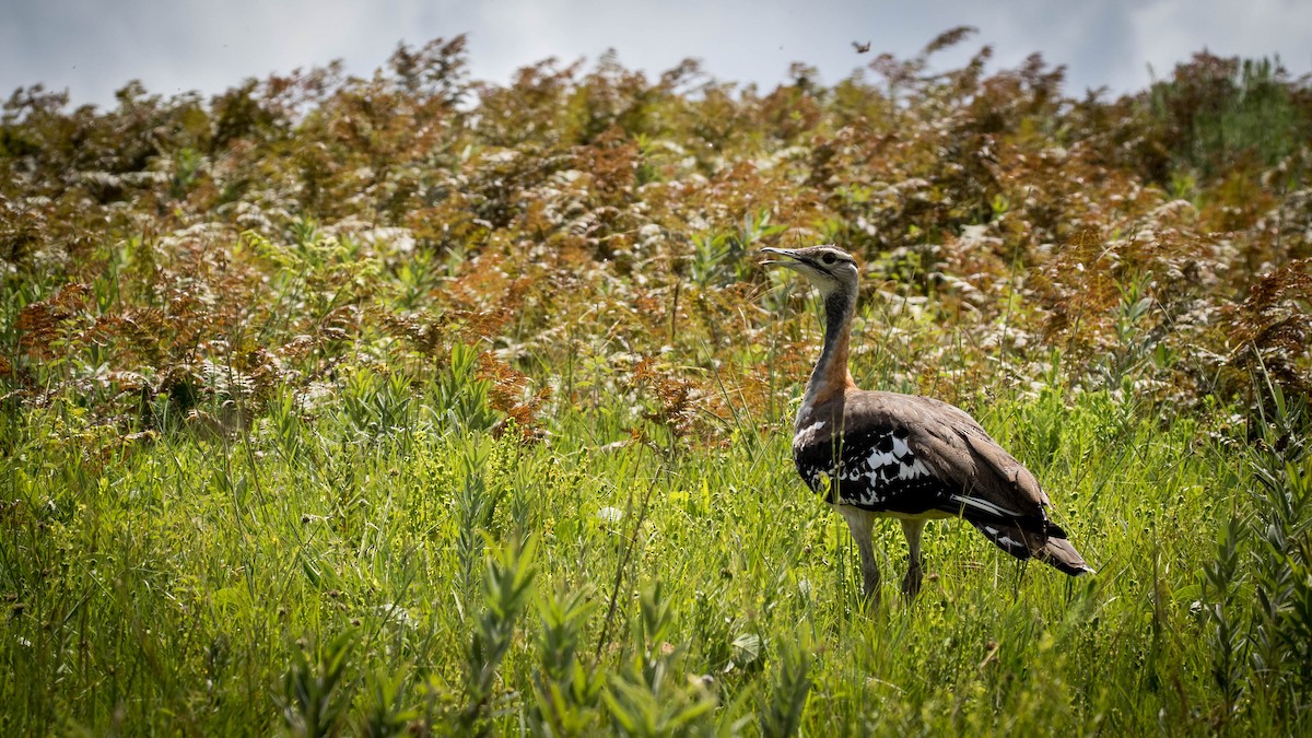 Denham's Bustard (Jackson's) - ML200021881