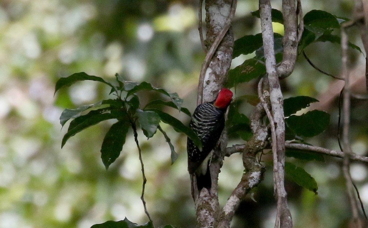 Black-cheeked Woodpecker - ML200022861