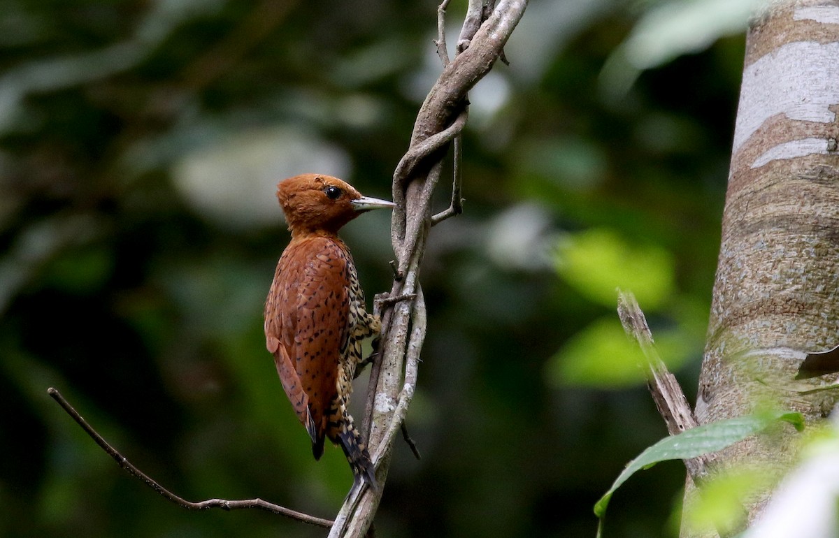 Cinnamon Woodpecker - Jay McGowan