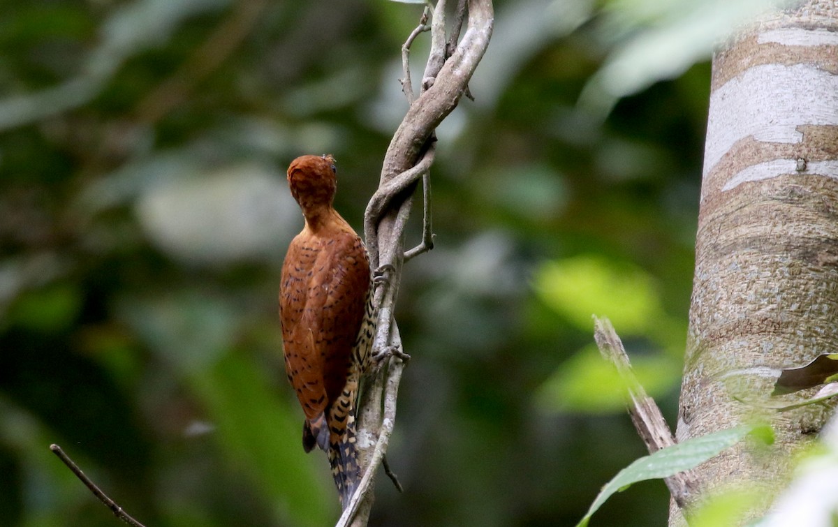 Cinnamon Woodpecker - Jay McGowan