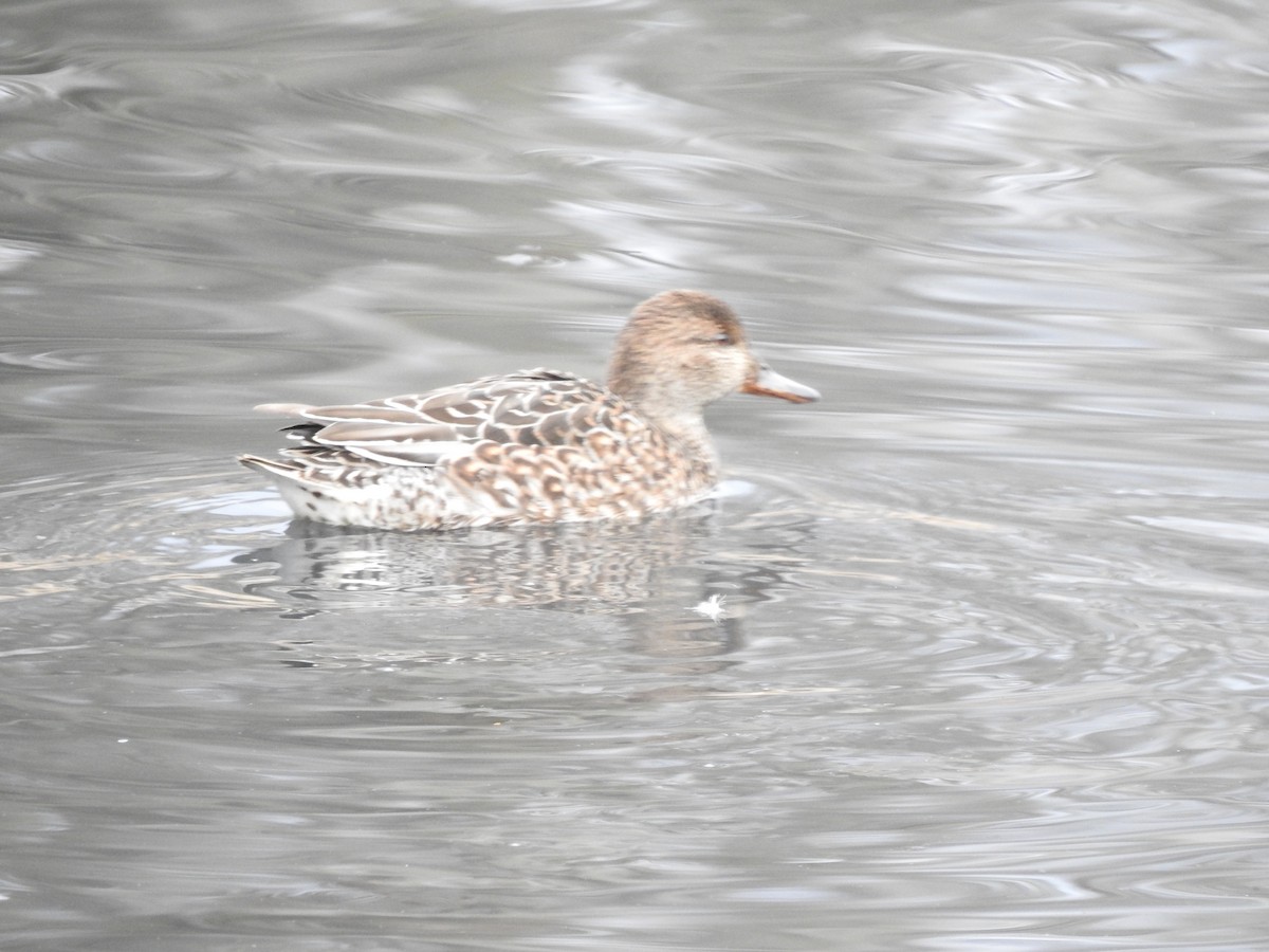 Green-winged Teal (Eurasian) - ML200023081