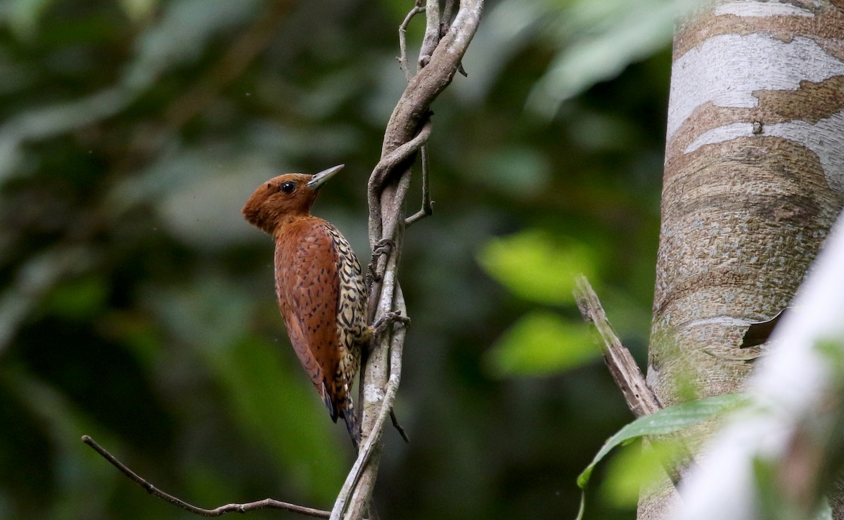 Cinnamon Woodpecker - Jay McGowan