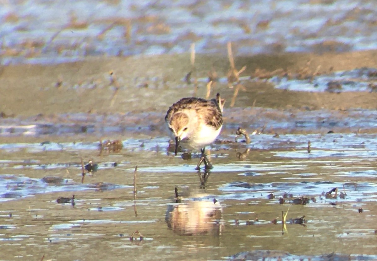 Little Stint - John Graff