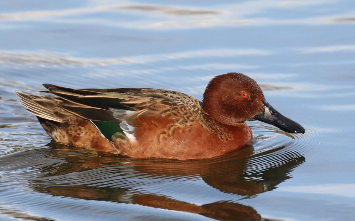 Cinnamon Teal - C. Jackson