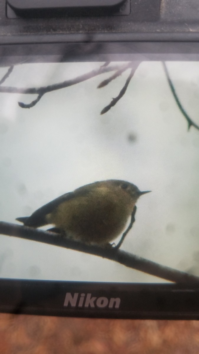 Ruby-crowned Kinglet - ML200024791