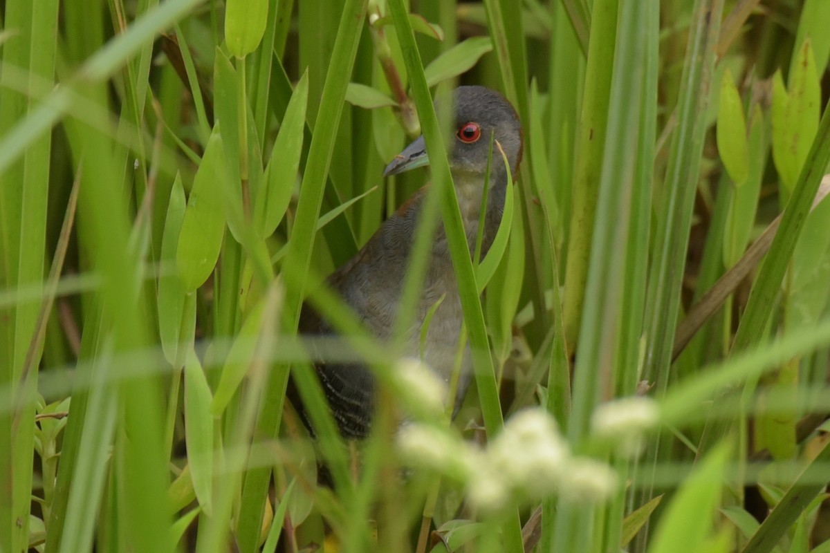 Gray-breasted Crake - ML200025721