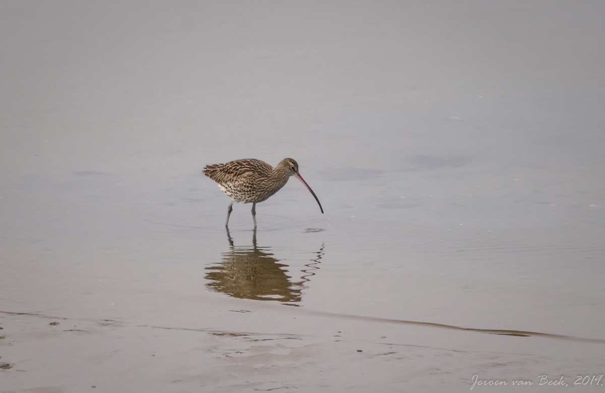 Eurasian Curlew - jeroen van beek