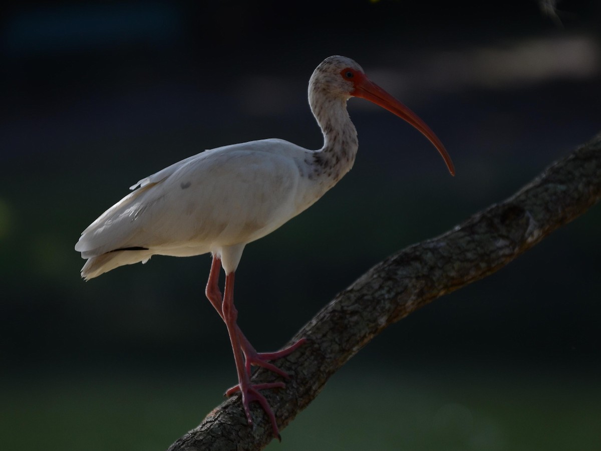 White Ibis - ML200026451