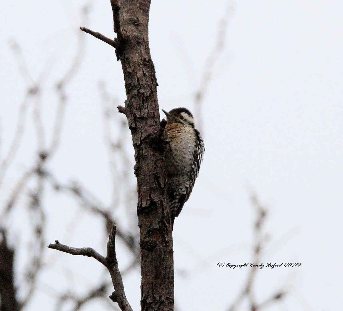 Ladder-backed Woodpecker - ML200026541