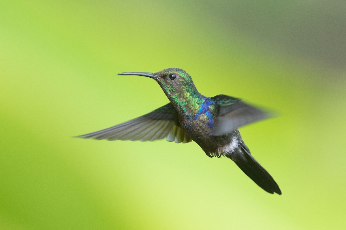 Fork-tailed Woodnymph - Arthur Grosset