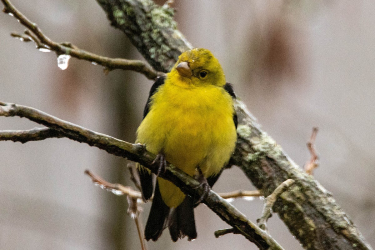 Scarlet Tanager - ML200029011