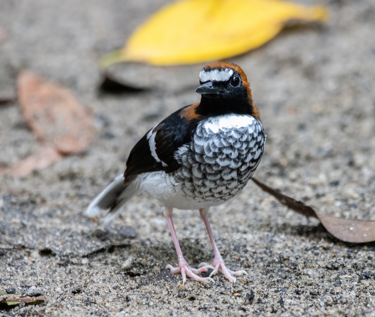 Chestnut-naped Forktail - Joo Aun Hneah