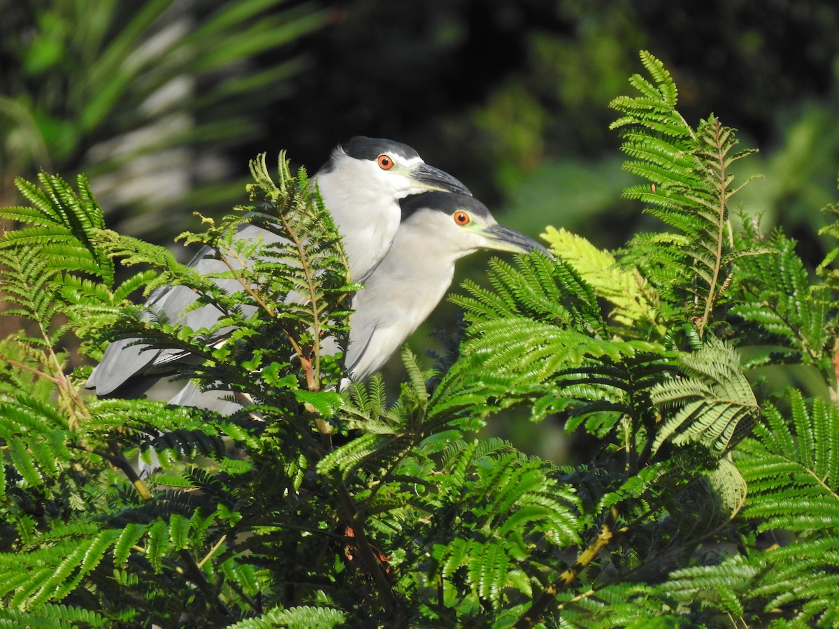 Black-crowned Night Heron - ML200031701