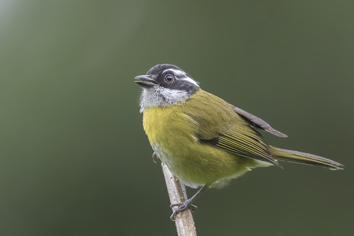 Sooty-capped Chlorospingus - ML200032641