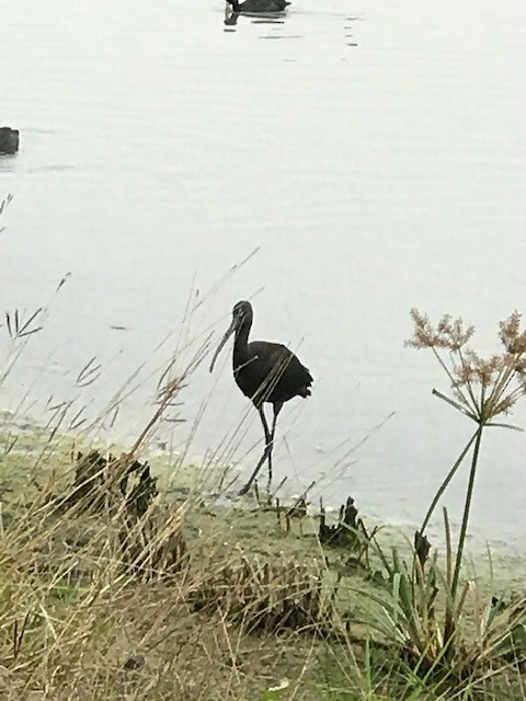 ibis hnědý - ML200033221