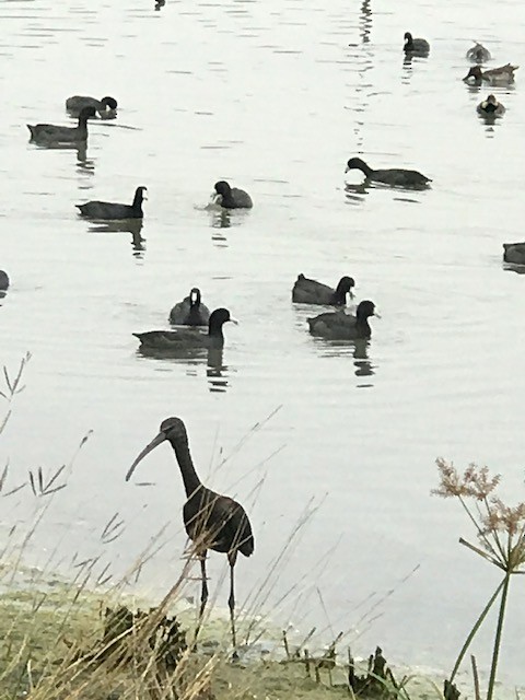 Glossy Ibis - ML200033371