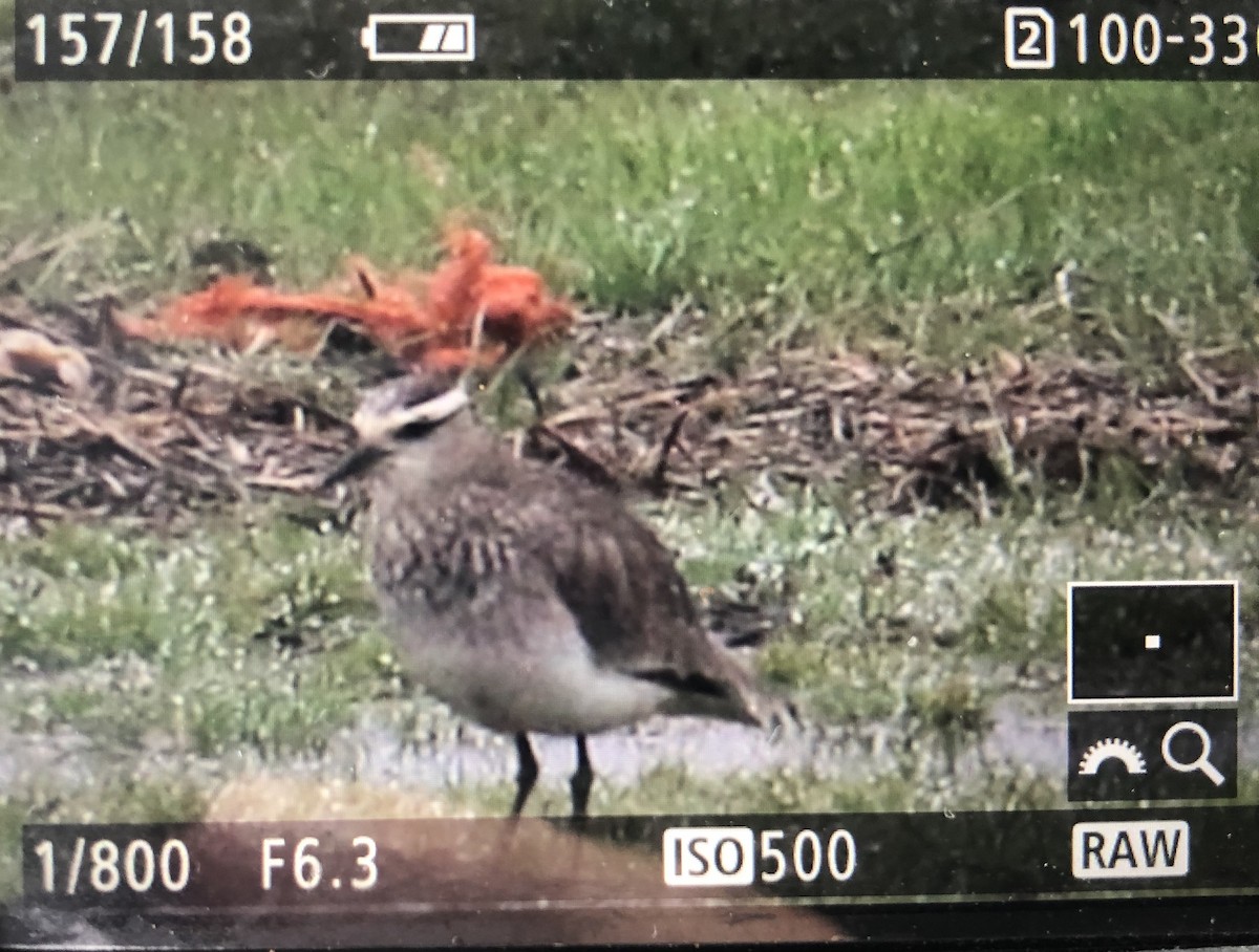 Sociable Lapwing - Marc Gálvez