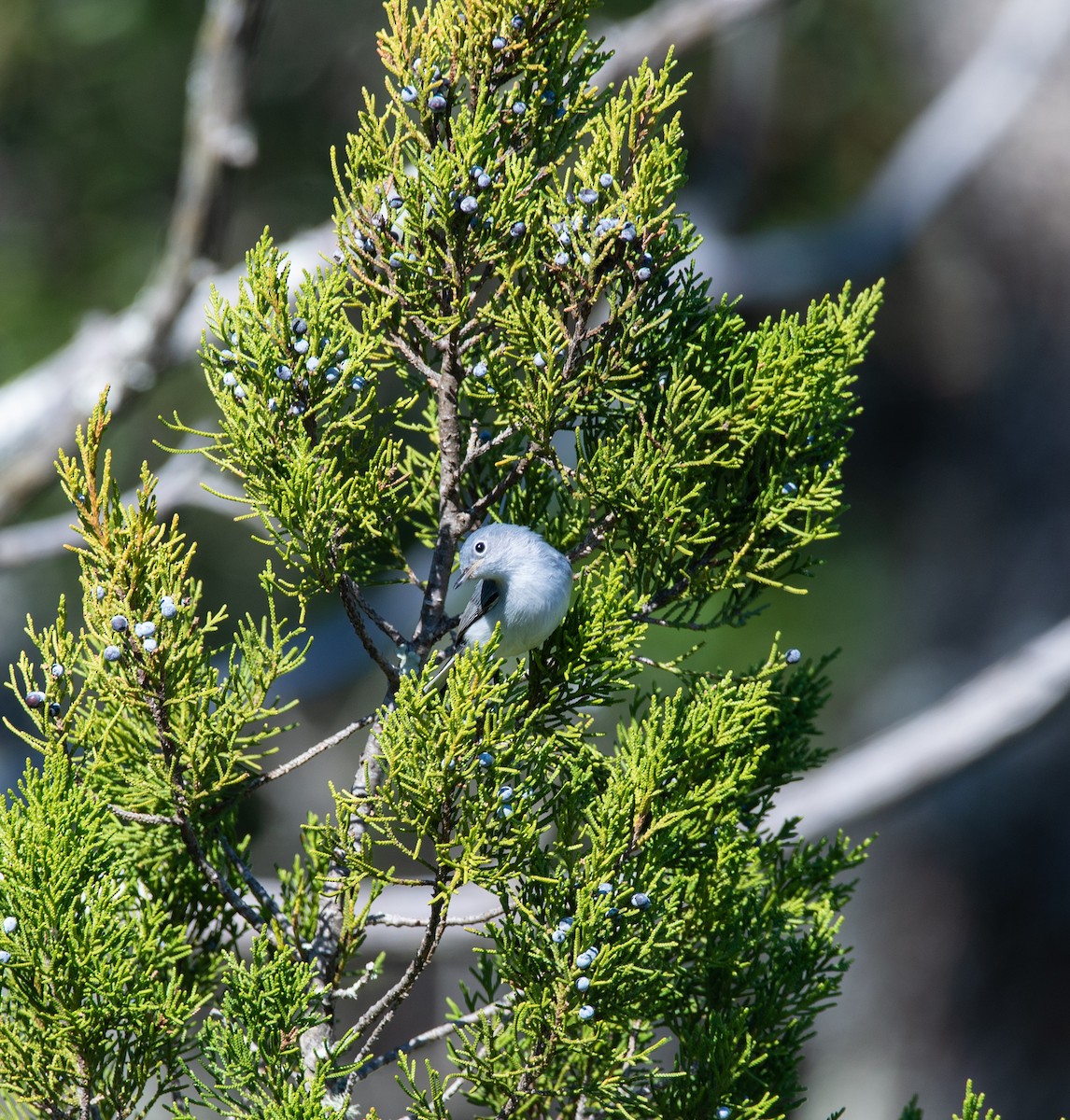 Blue-gray Gnatcatcher - Kathy Vitulano