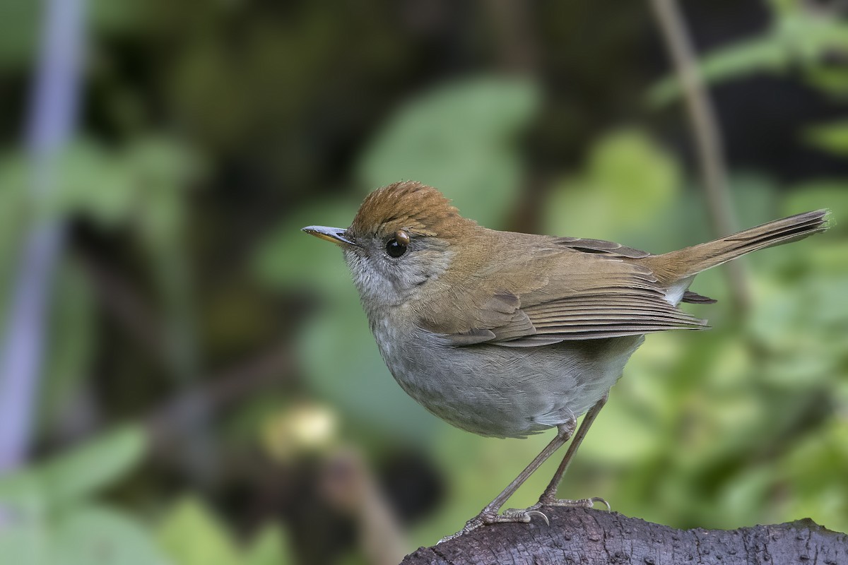 Ruddy-capped Nightingale-Thrush - Bradley Hacker 🦜